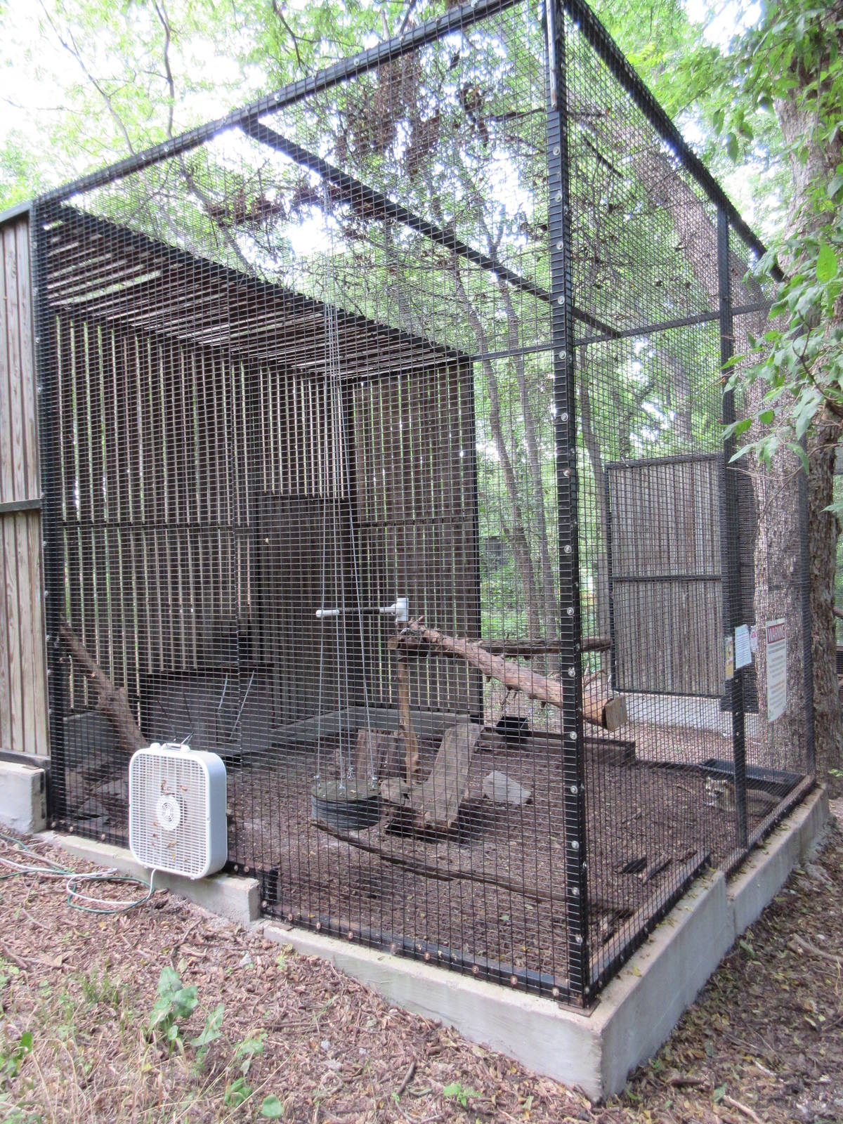 Animals of the World - Raccoon Exhibit