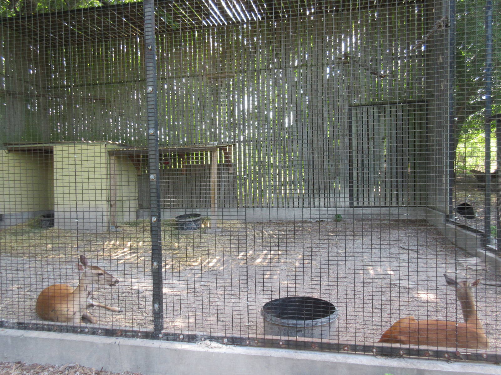 Animals of the World - White-Tailed Deer Exhibit (holding cage)