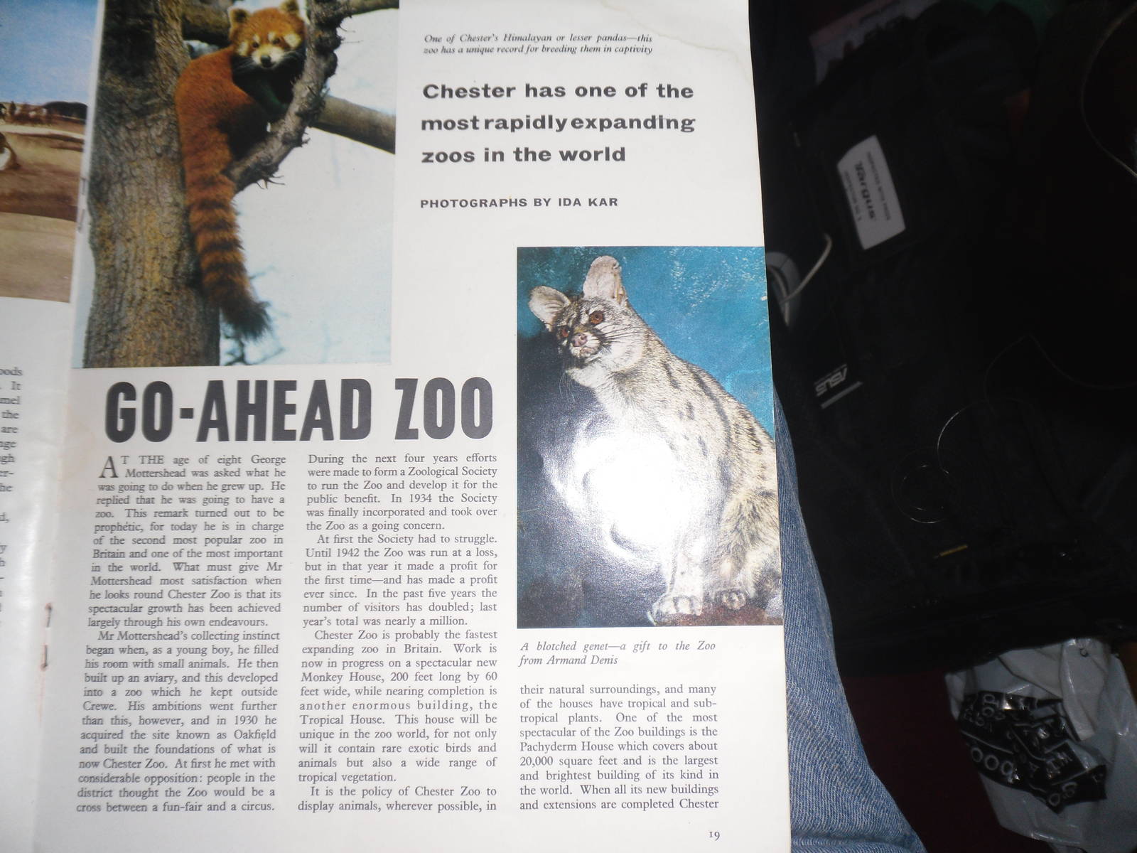Animals  - Volume 1 Issue 17 (14 May 1963) - Chester Zoo article page 1