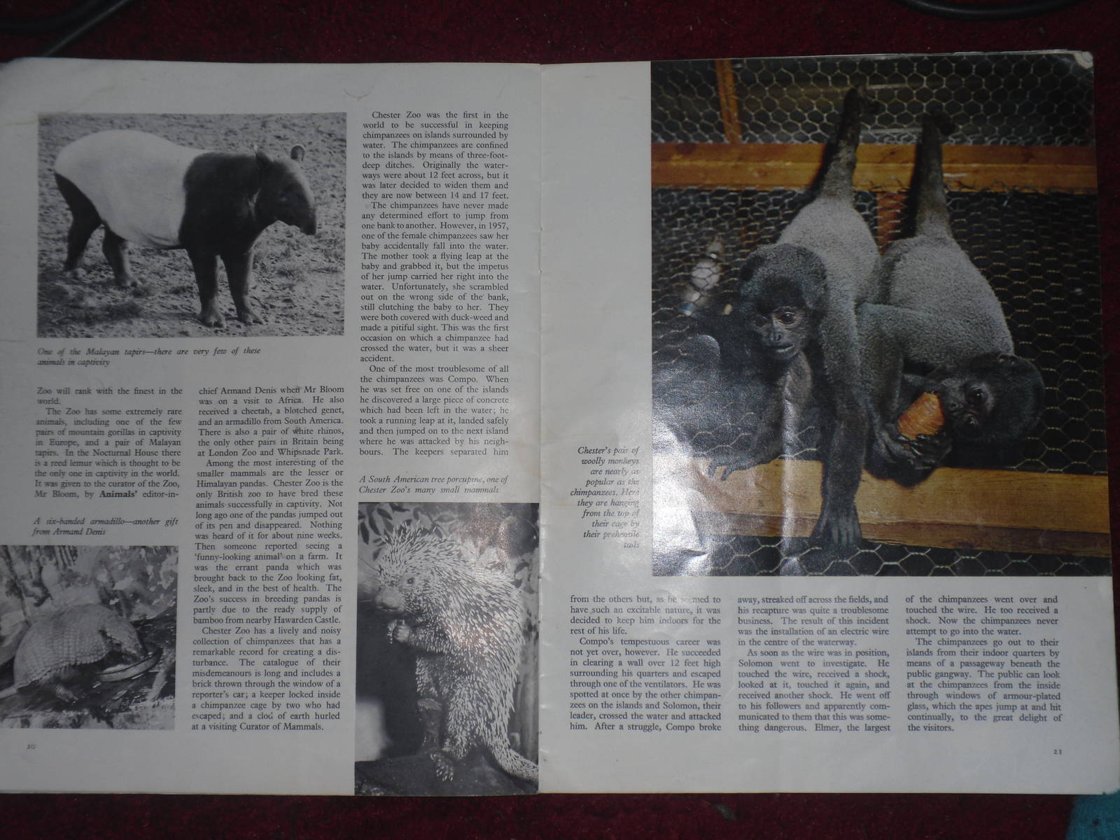 Animals  - Volume 1 Issue 17 (14 May 1963) - Chester Zoo article pages 2 an