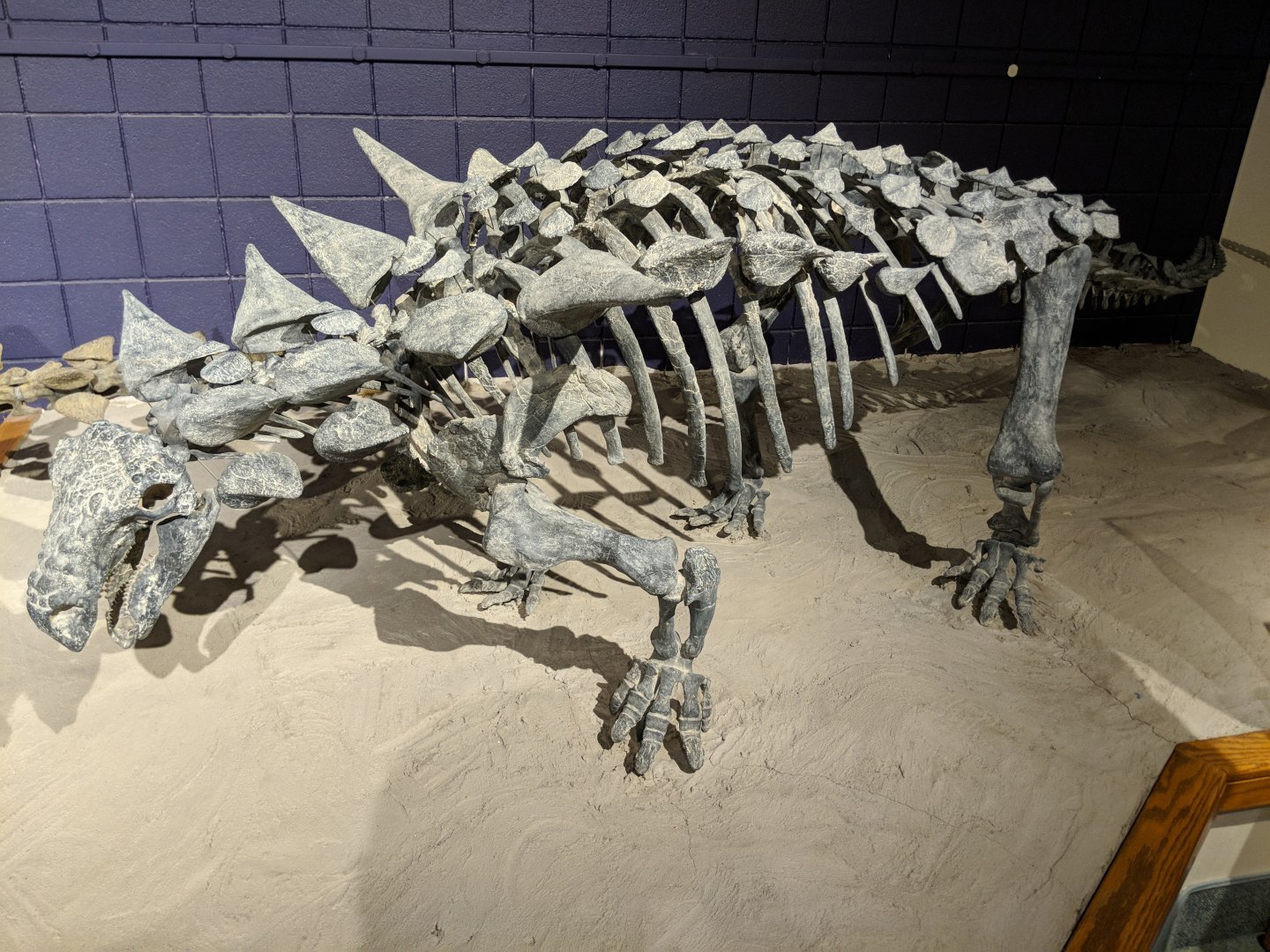 Animantarx ramaljonesi