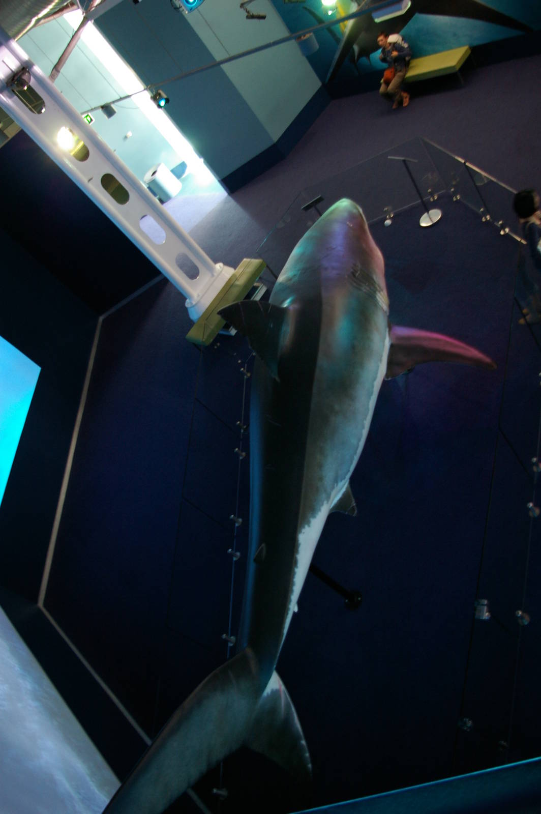 animatronic great white shark