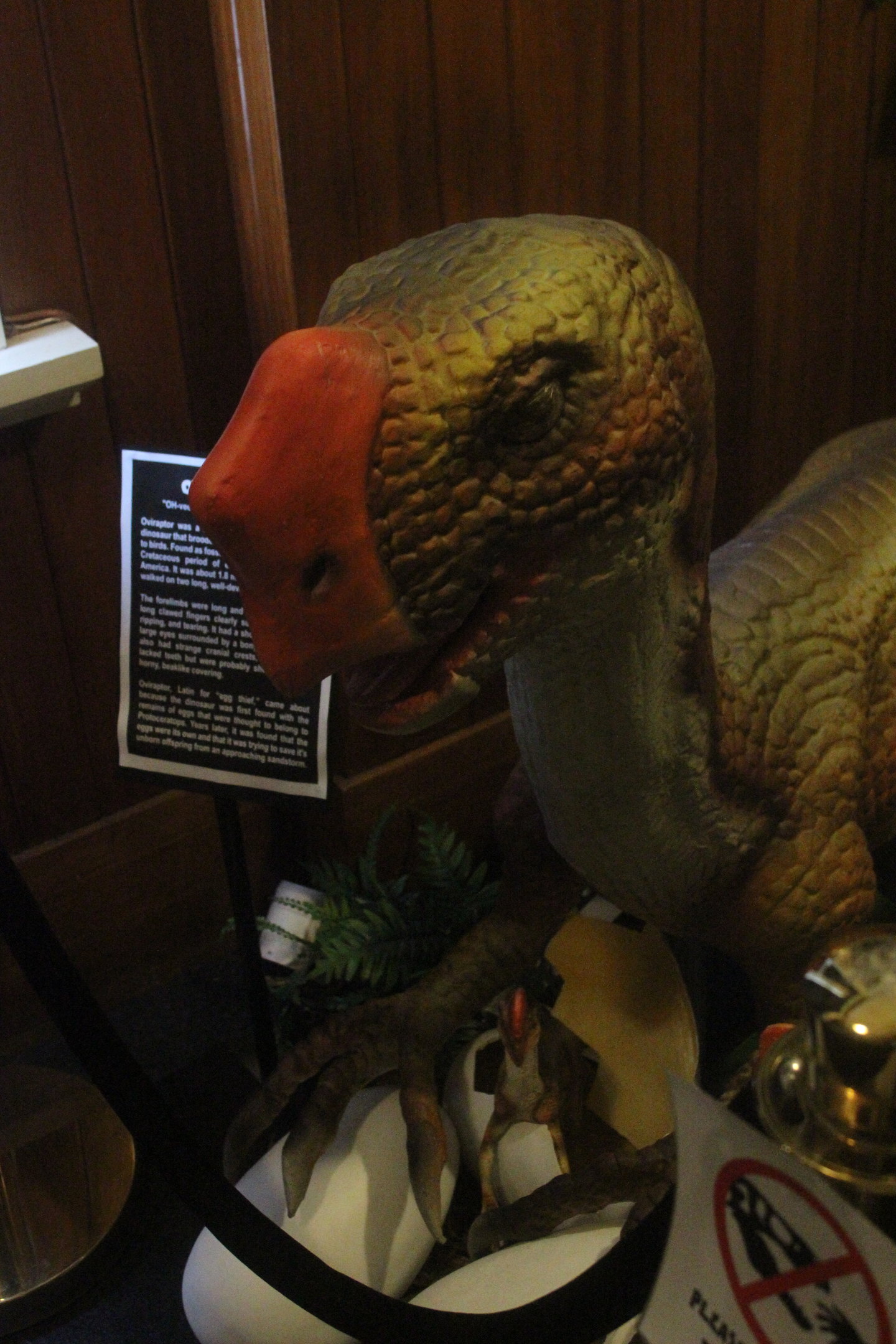 Animatronic of Oviraptor, The Dinosaur House (Raetihi)