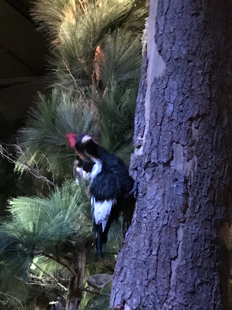 Animatronic/Robot Ivory-billed Woodpecker (Campephilus principalis)