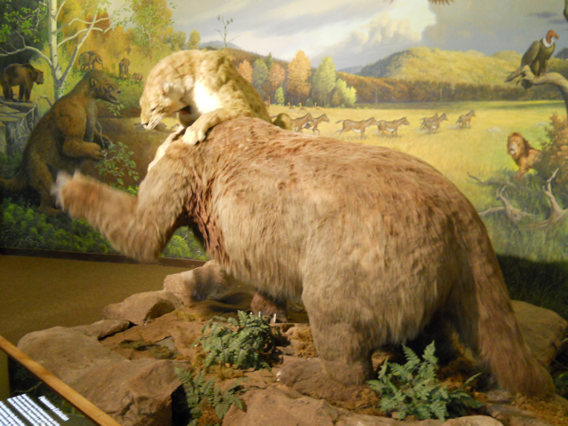 Animatronic smilodon and ground sloth