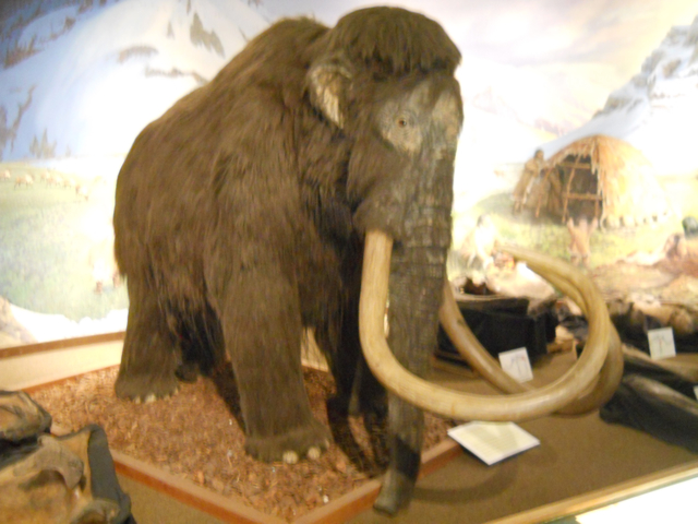 Animatronic wooly mammoth