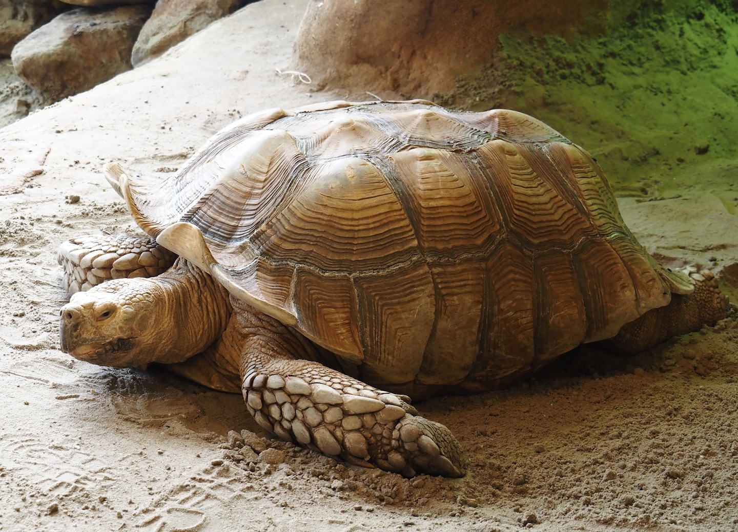 Animazia - African spurred tortoise (Centrochelys sulcata), 2024-06-23