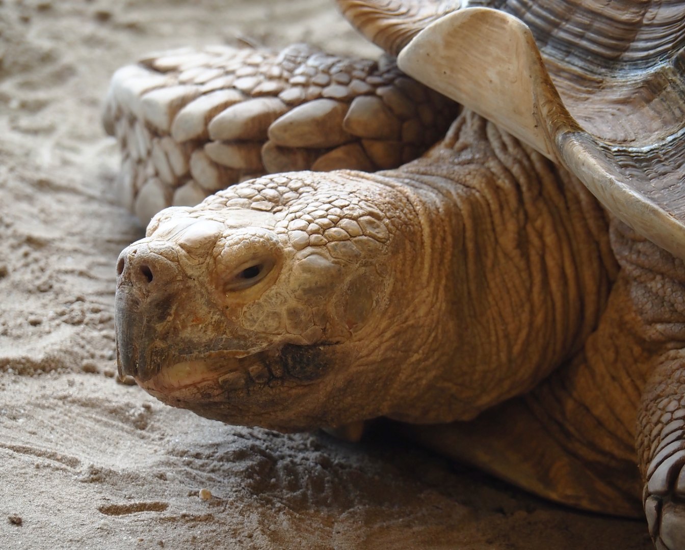 Animazia - African spurred tortoise (Centrochelys sulcata), 2024-06-23
