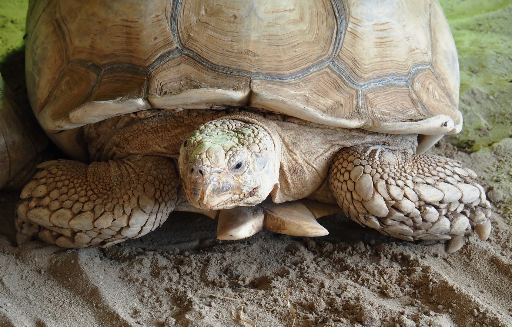 Animazia - African spurred tortoise (Centrochelys sulcata), 2024-06-23