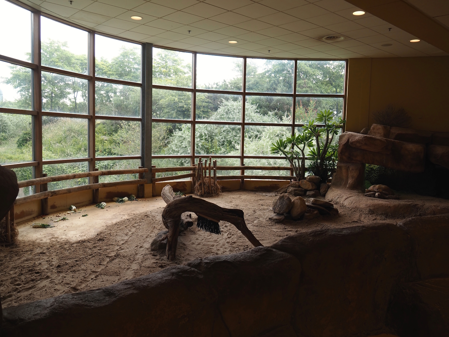 Animazia - African spurred tortoise exhibit, 2024-06-23