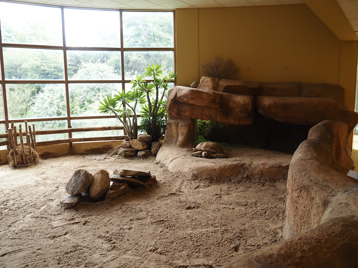 Animazia - African spurred tortoise exhibit, 2024-06-23