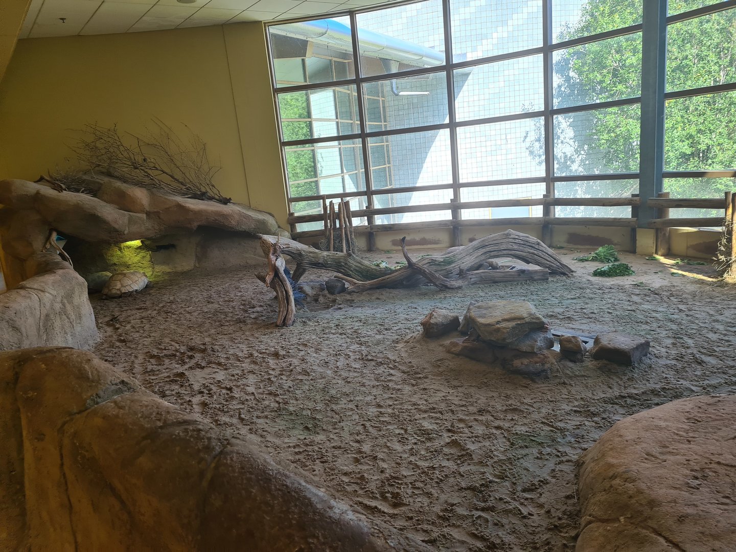 Animazia - African spurred tortoise