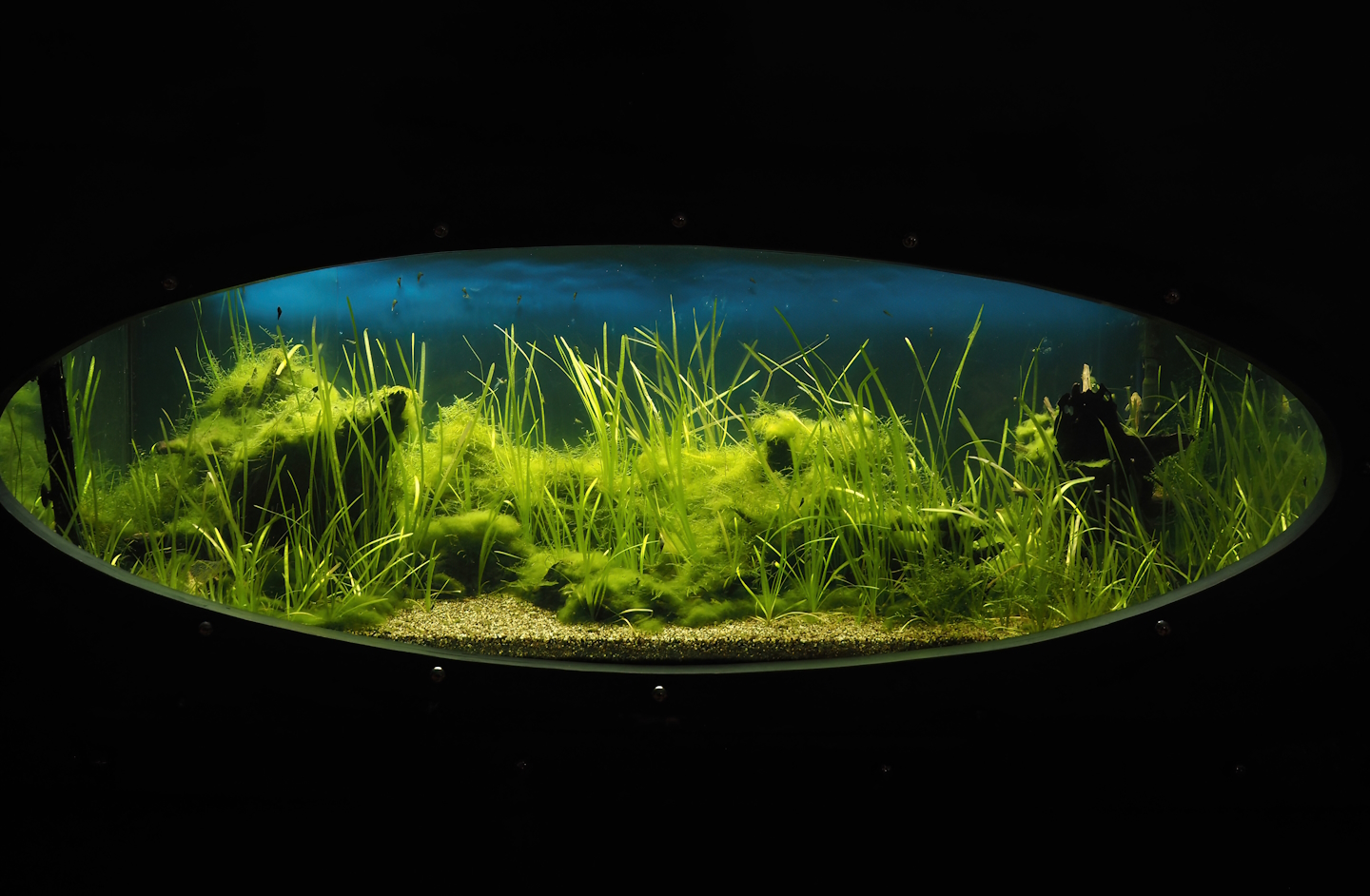 Animazia - Asian freshwater tank, 2024-06-23