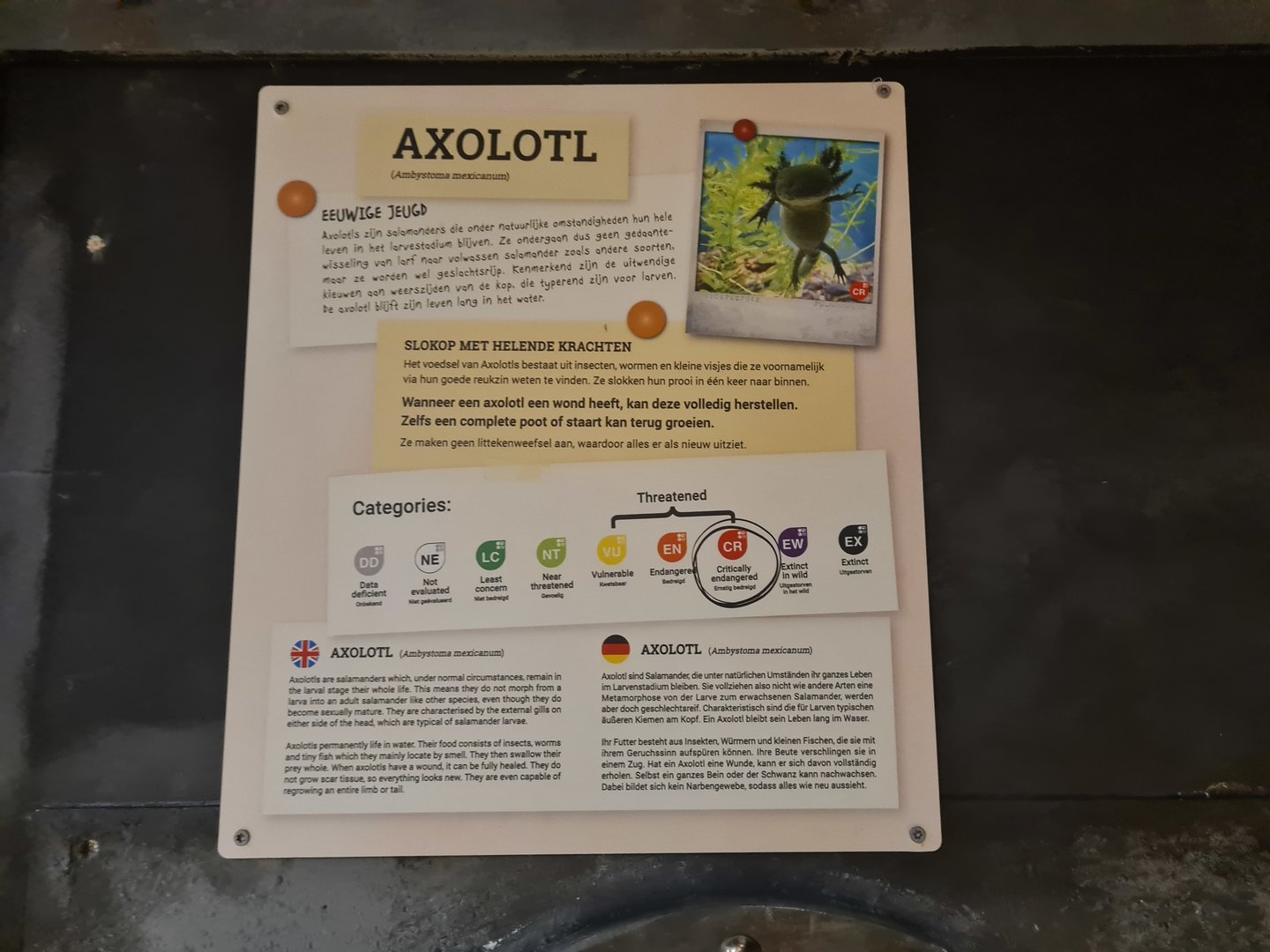 Animazia - Axolotl signage