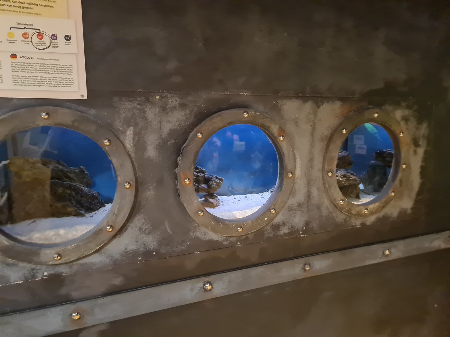 Animazia - Axolotl tank