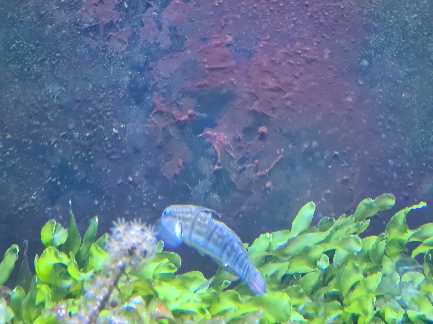 Animazia - Banded sleeper goby