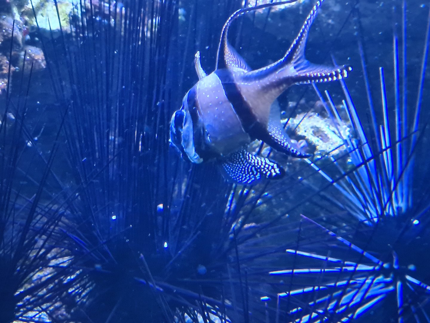 Animazia - Banggai cardinalfish and Diadem sea-urchin