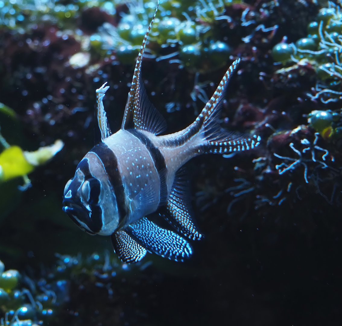 Animazia - Banggai cardinalfish (Pterapogon kauderni), 2024-06-23