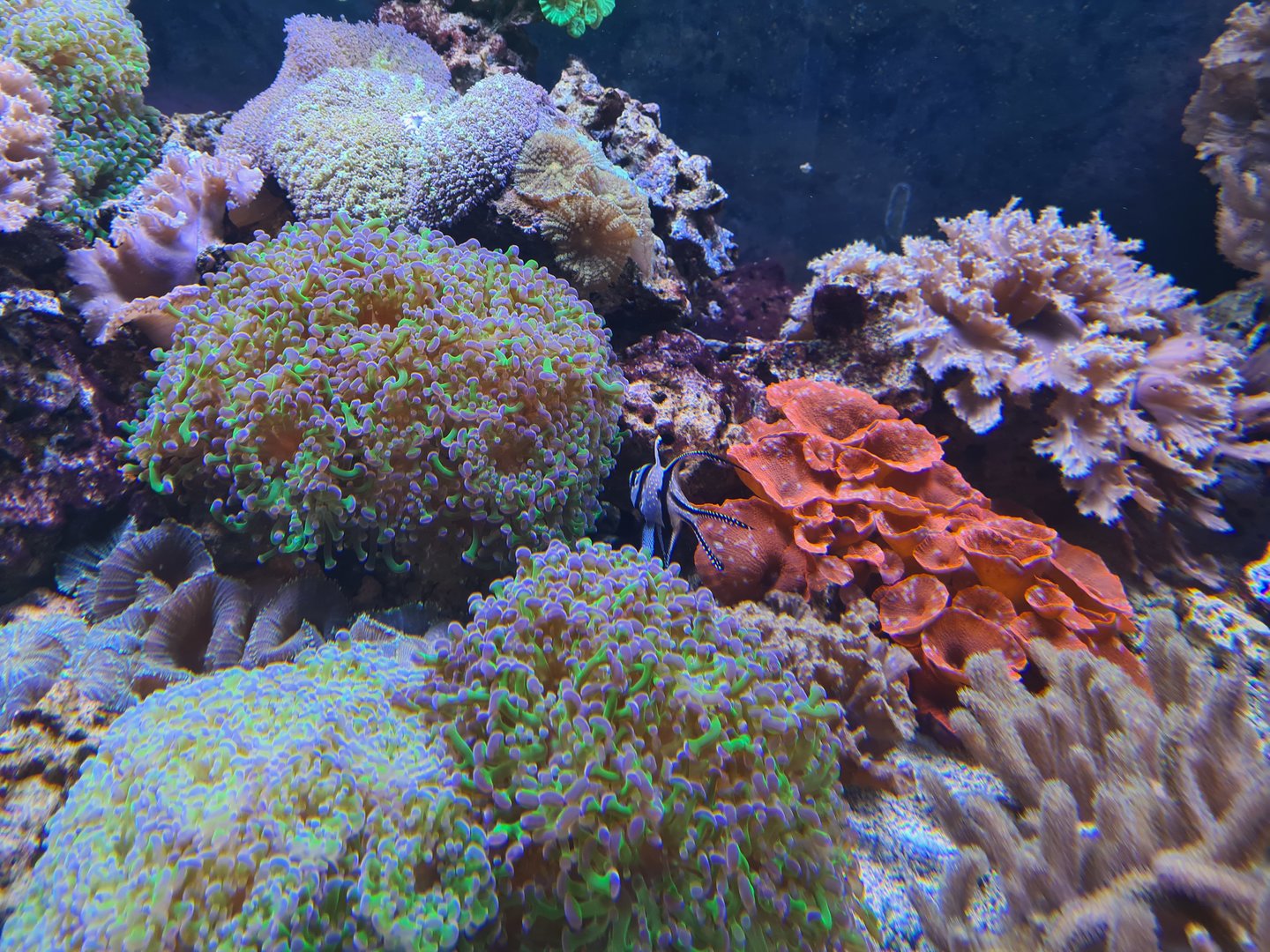 Animazia - Banggai cardinalfish