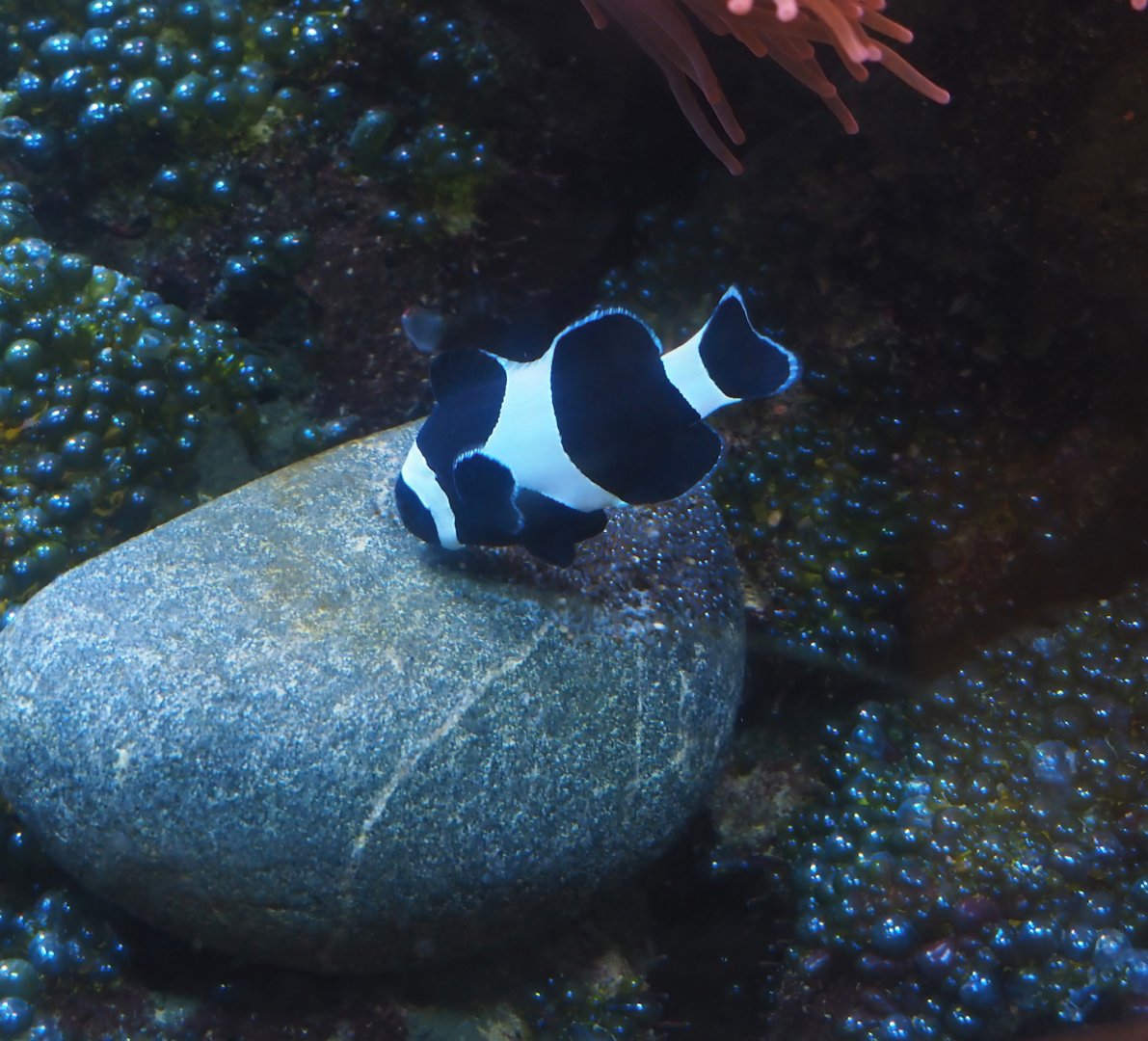 Animazia - Black clown anemonefish (Amphiprion ocellaris), 2024-06-23