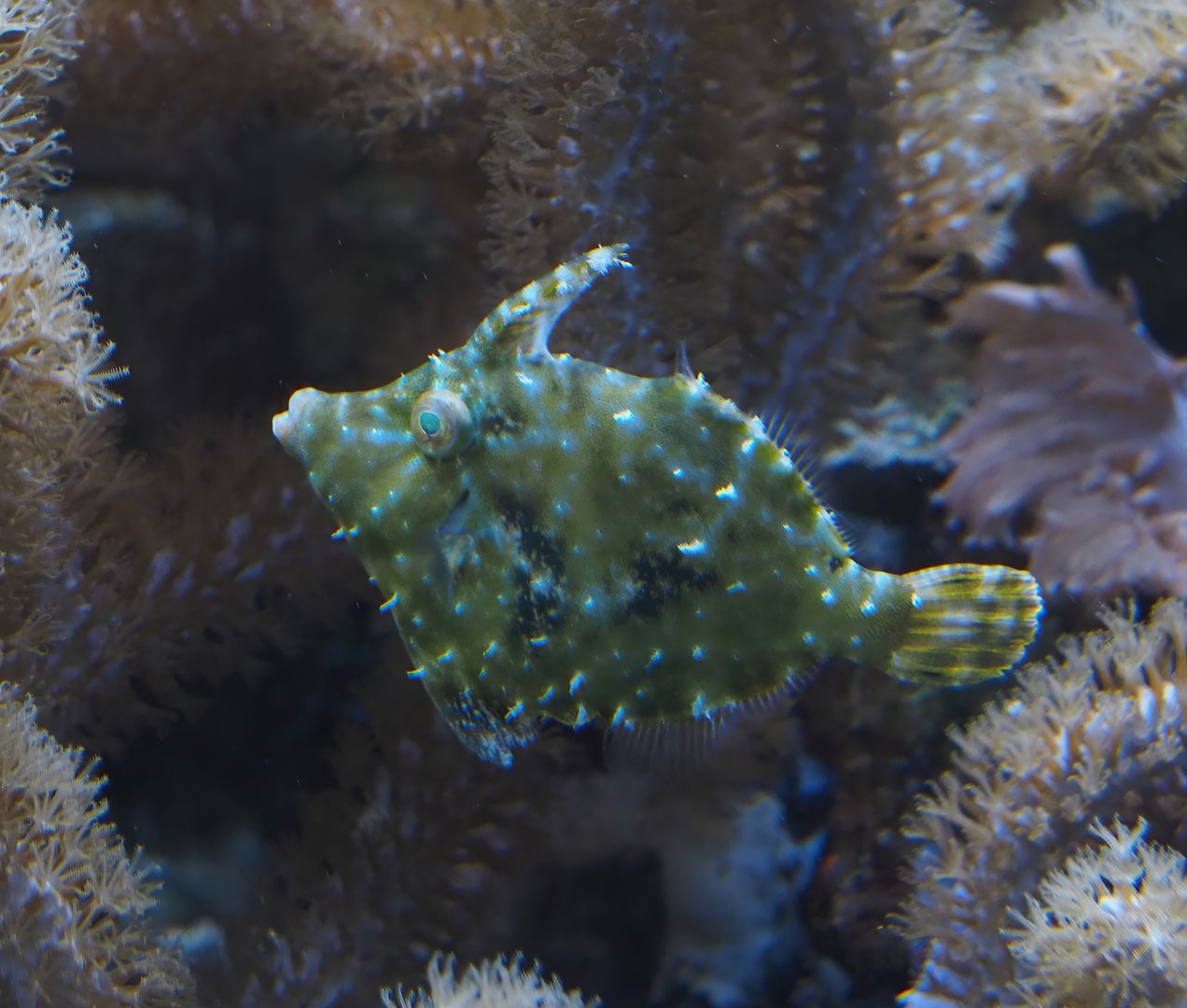 Animazia - Bristle-tail file-fish (Acreichthys tomentosus), 2024-06-23