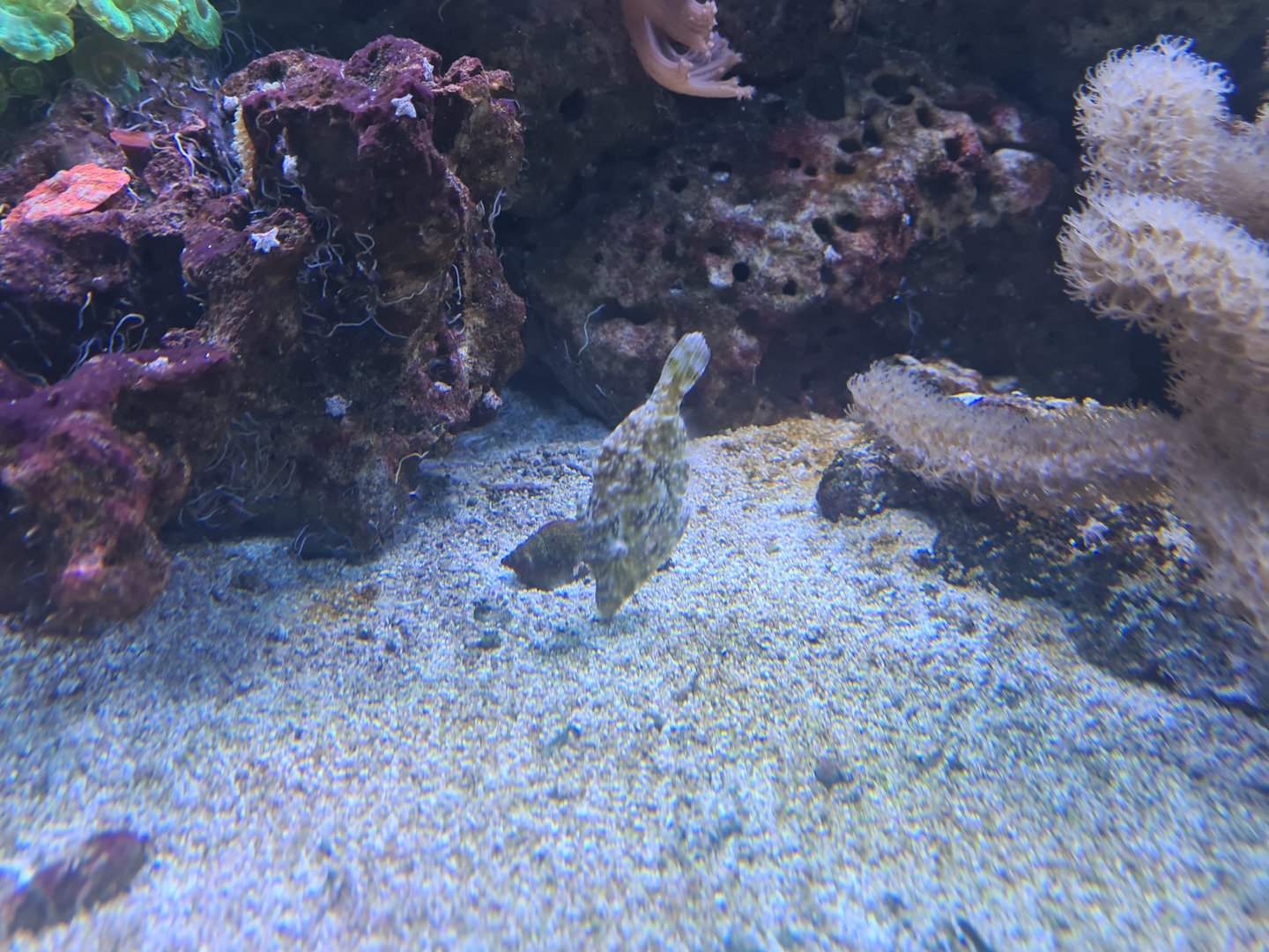 Animazia - Bristle-tail filefish