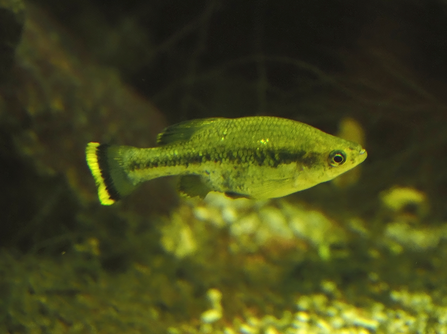 Animazia - Butterfly splitfin (Ameca splendens), 2024-06-23