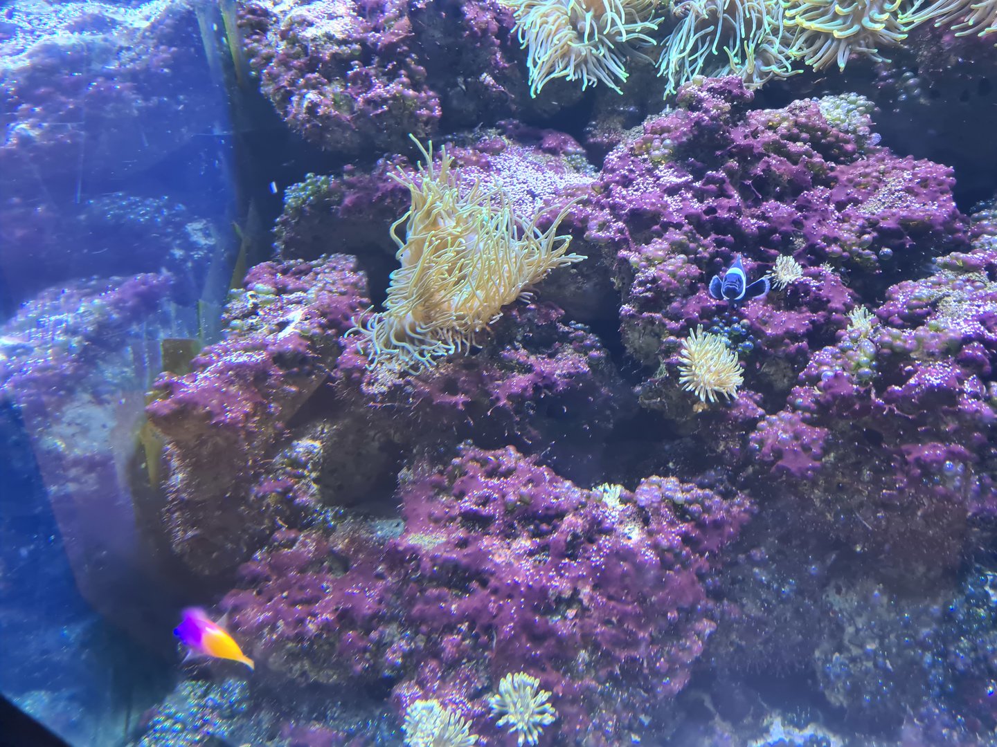 Animazia - Clownfish and Royal gramma