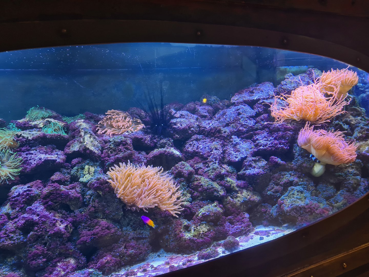 Animazia - Clownfish tank