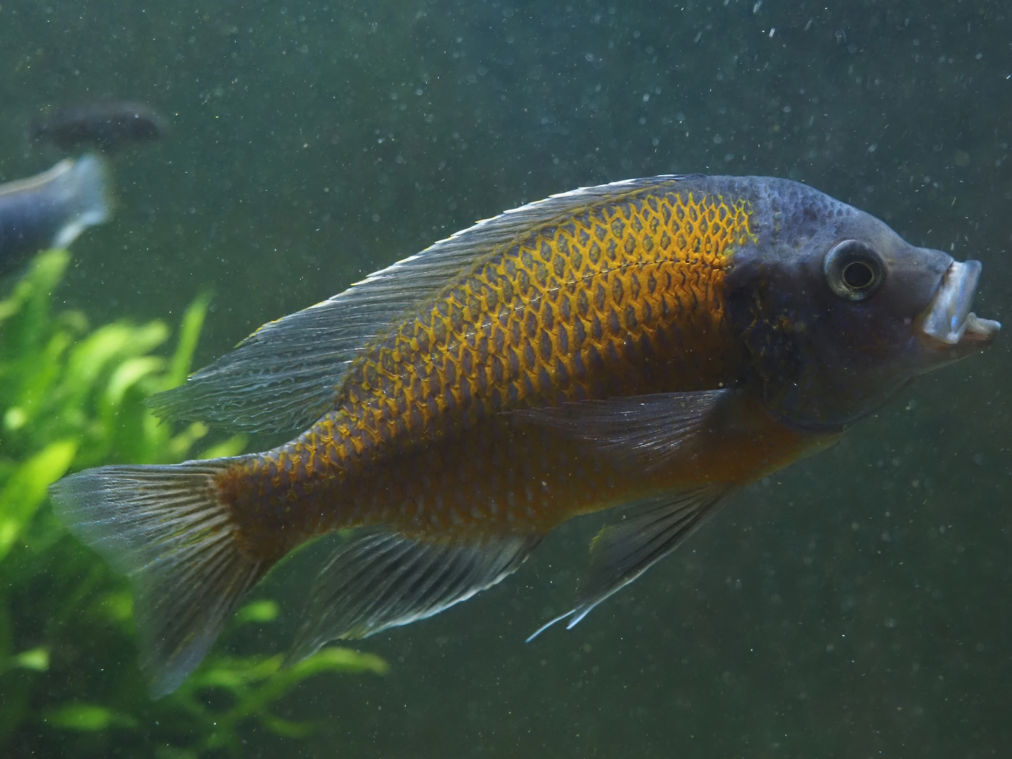 Animazia - Copadichromis borleyi, 2024-06-23