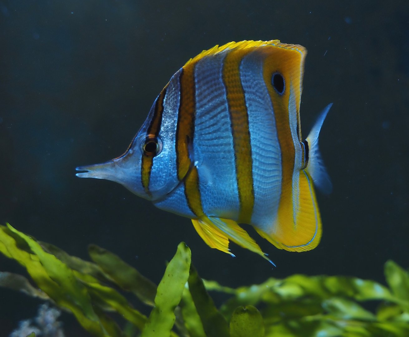 Animazia - Copperband butterflyfish (Chelmon rostratus), 2024-06-23
