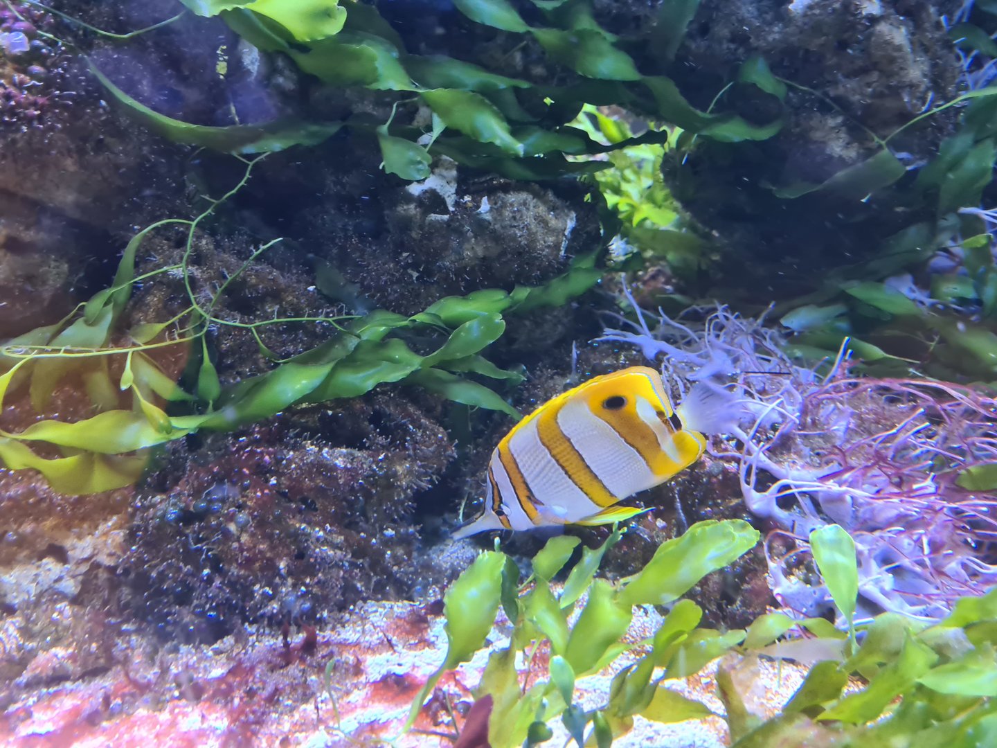 Animazia - Copperband butterflyfish