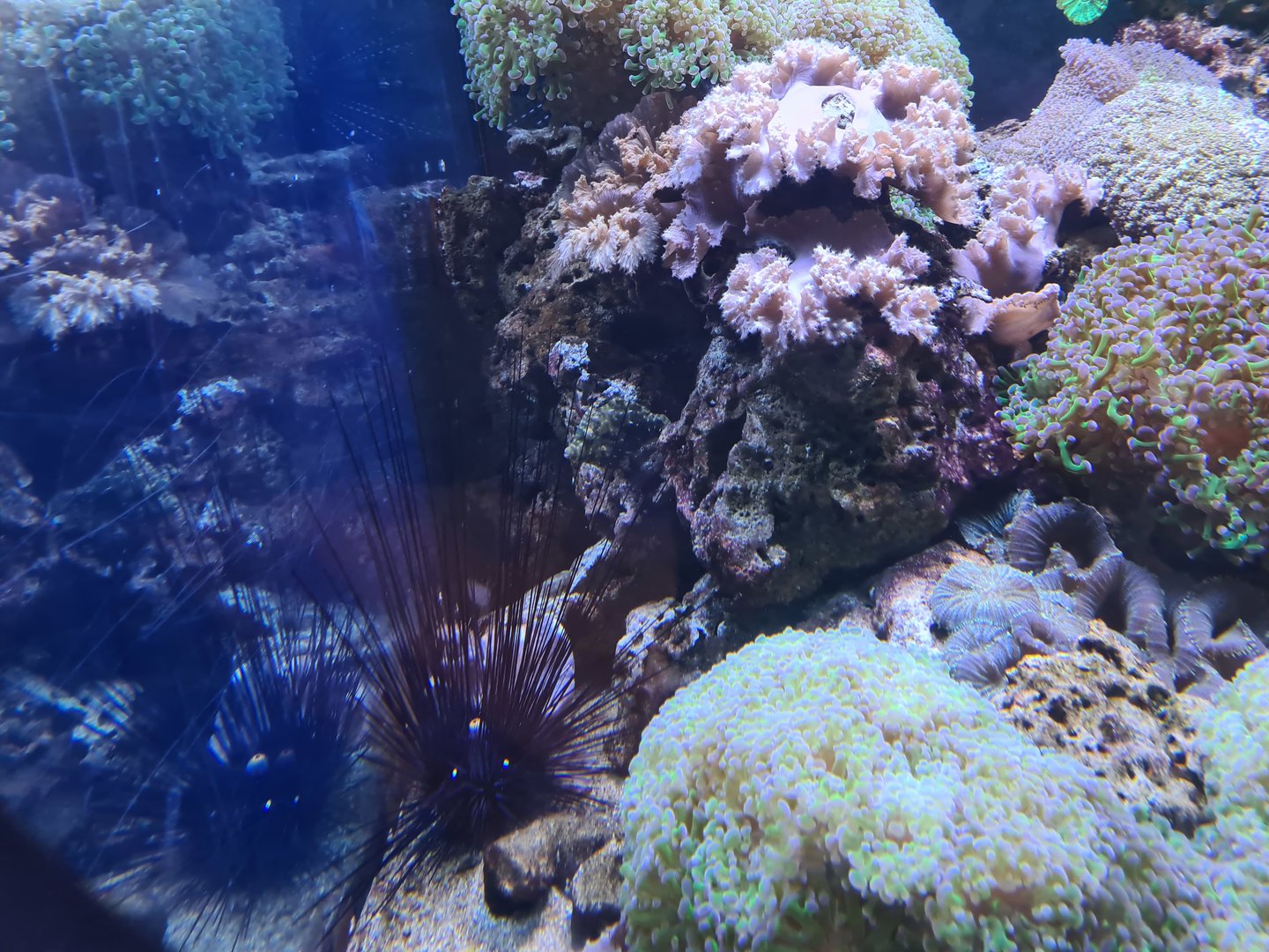 Animazia - Diadem sea-urchin and well-camouflaged filefish