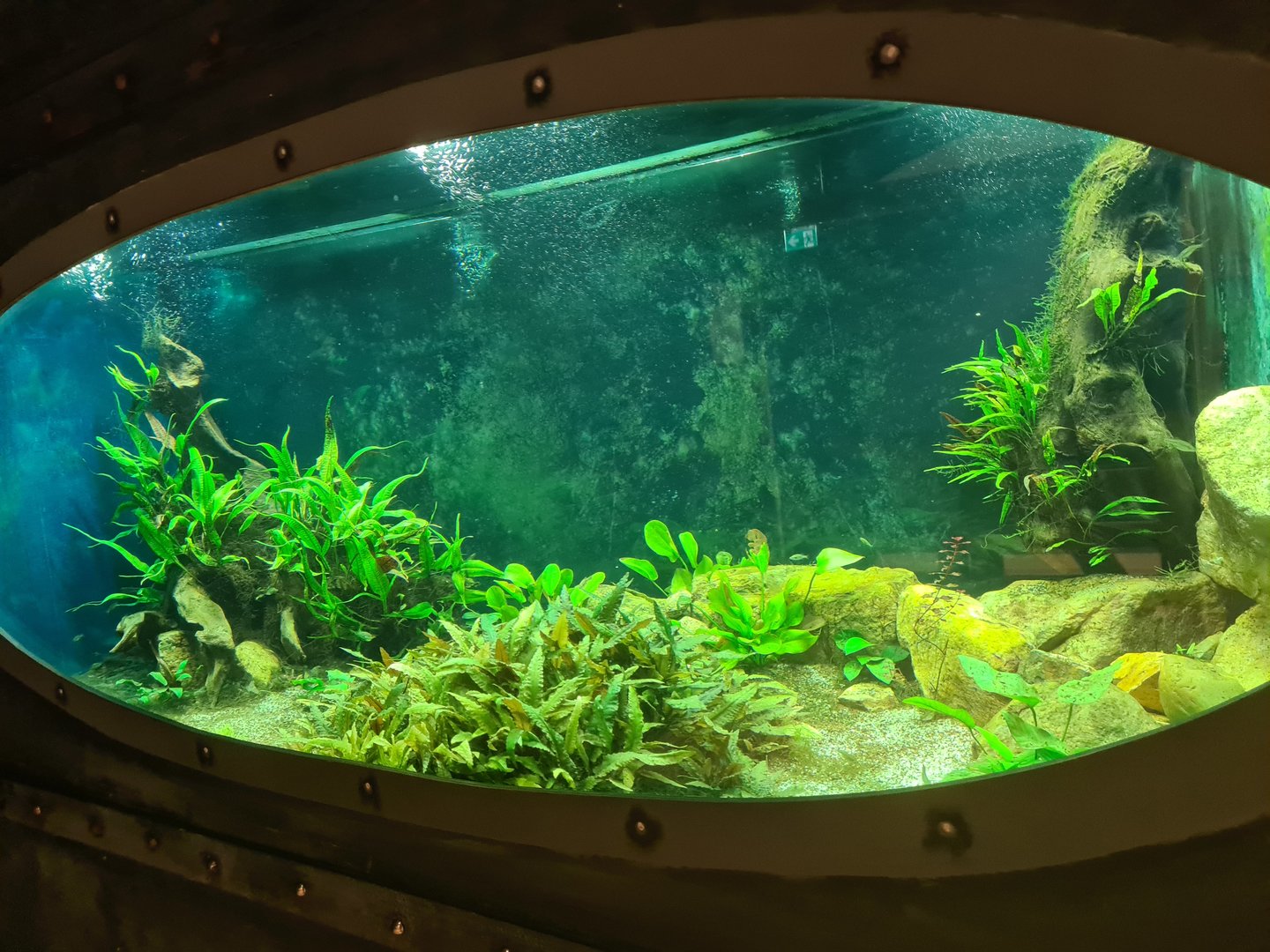 Animazia - Endangered fish tank