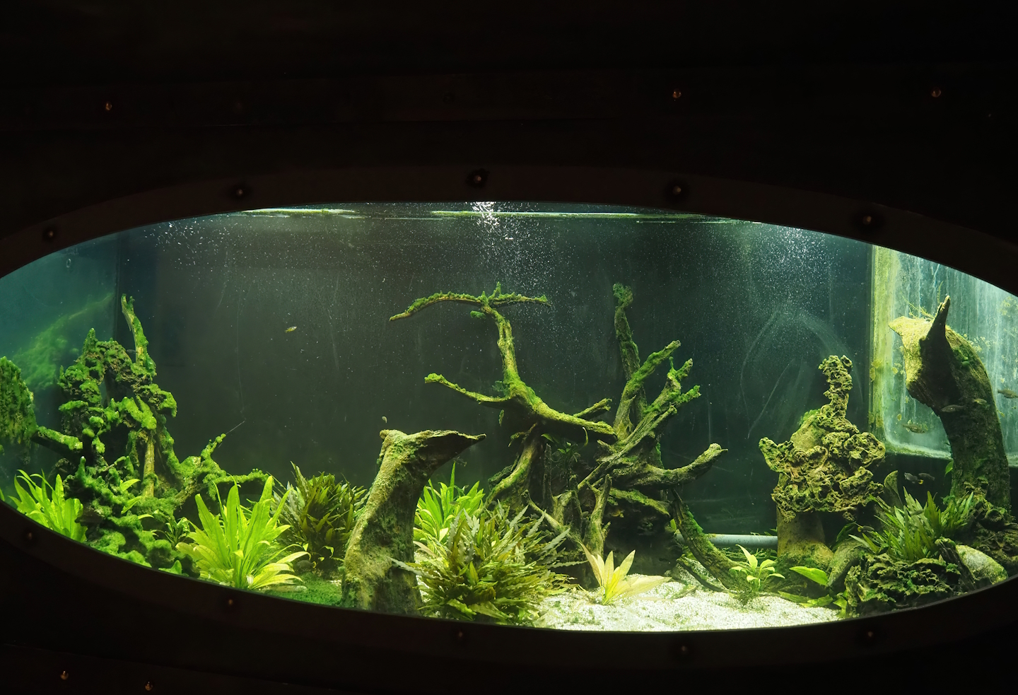 Animazia - First splitfin tank, 2024-06-23