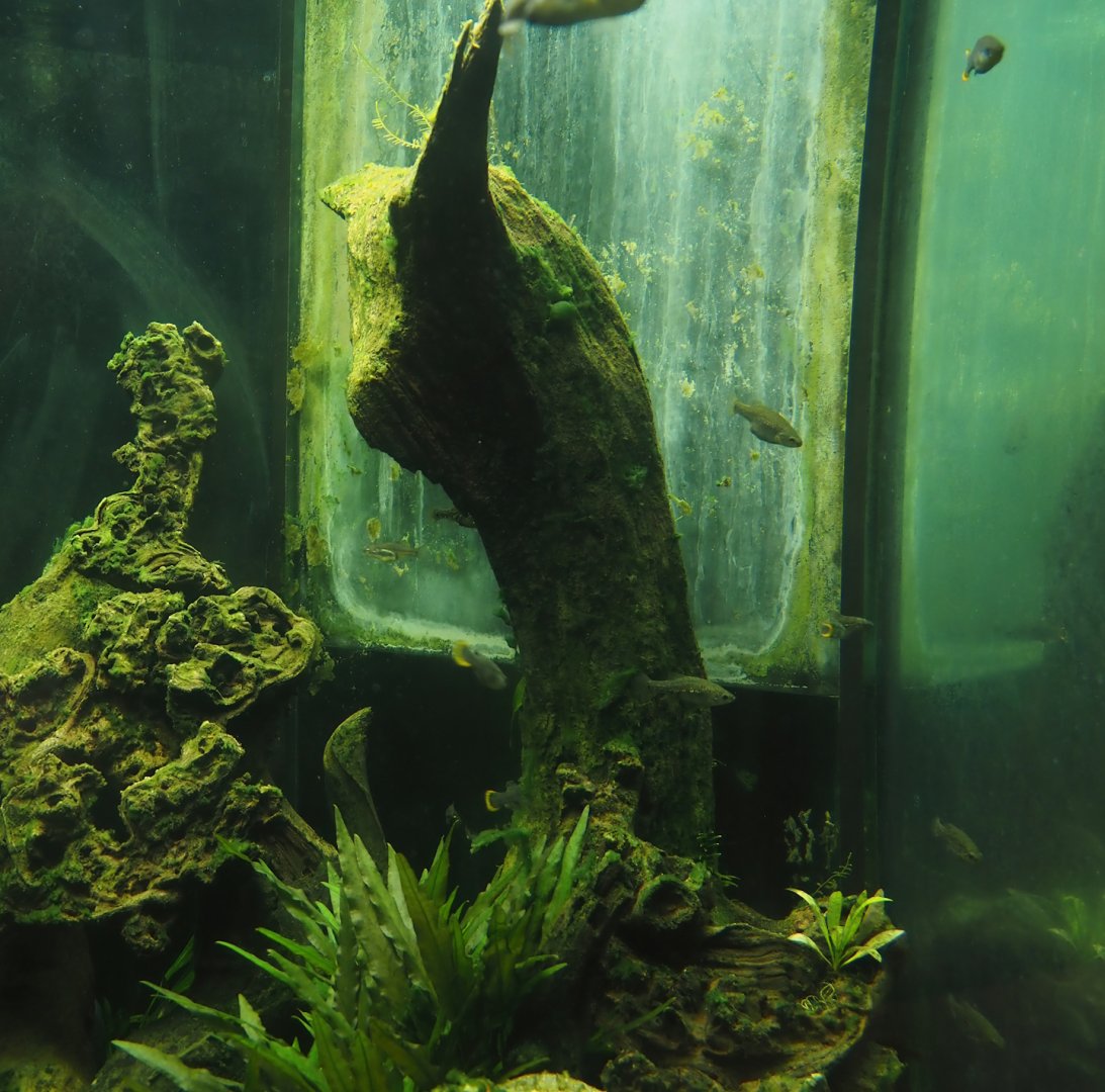 Animazia - First splitfin tank, 2024-06-23