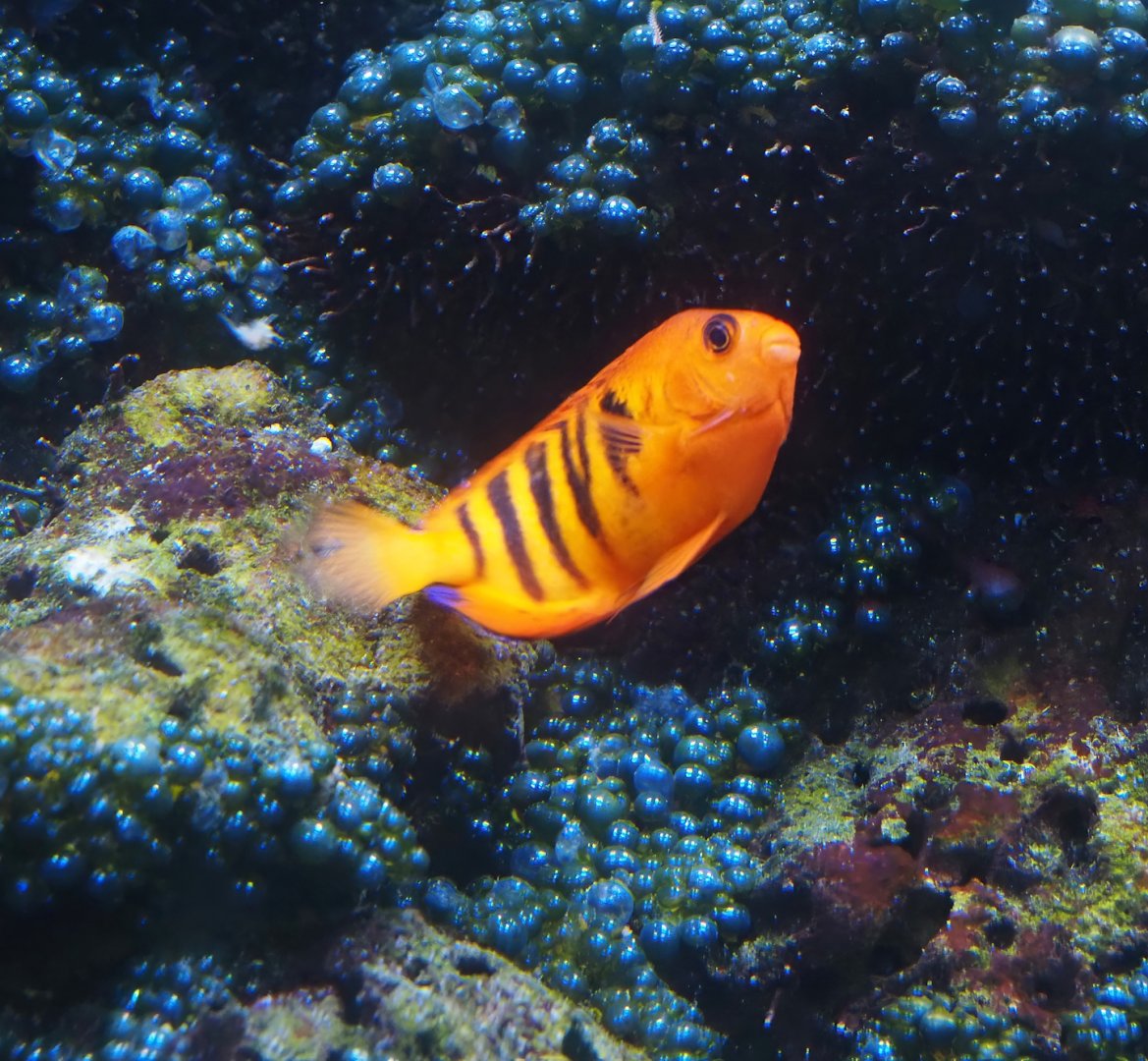 Animazia - Flame angelfish (Centropyge loricula), 2024-06-23