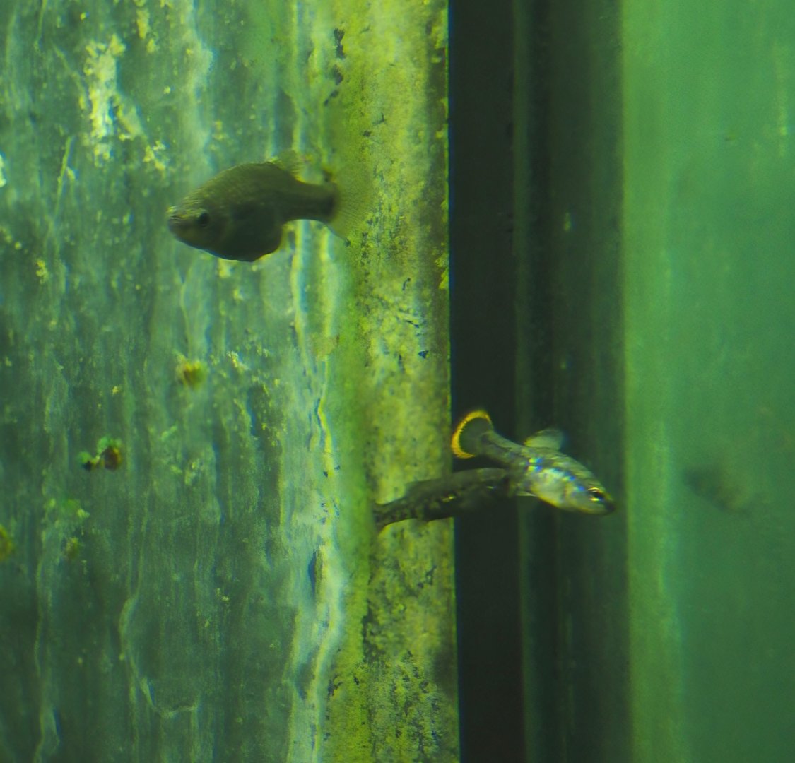 Animazia - Golden Skiffia (Skiffia francesae) and Tequila splitfin (Zoogoneticus tequila), 2024-06-23