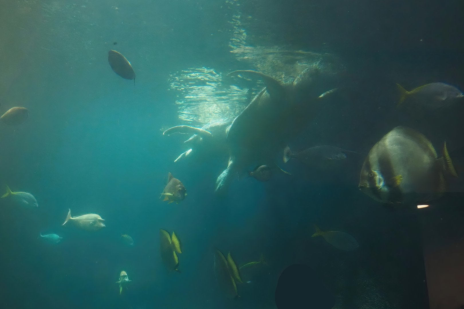 Animazia - Green sea turtle and fish, 2024-06-23