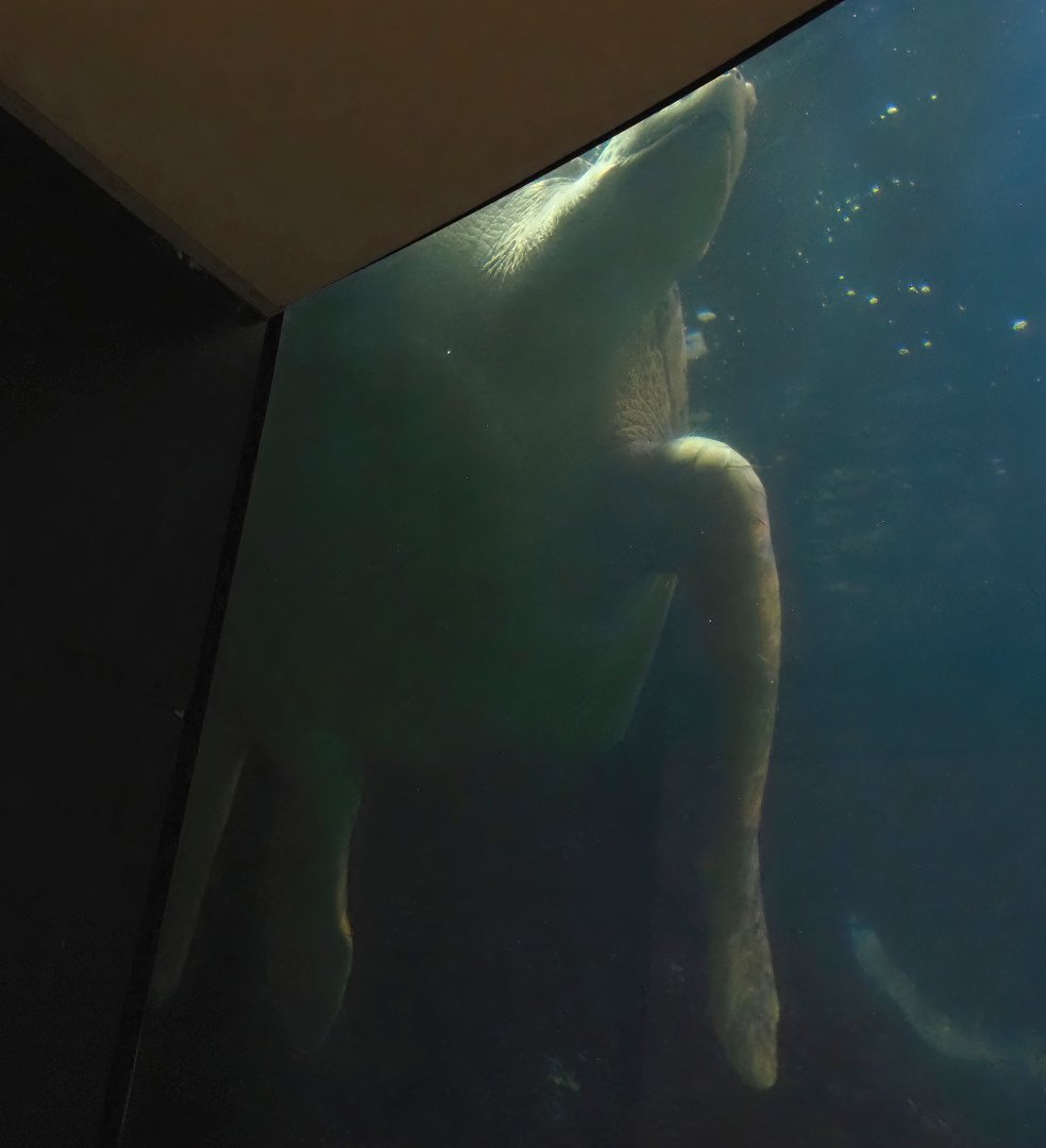 Animazia - Green turtle (Chelonia mydas), 2024-06-23