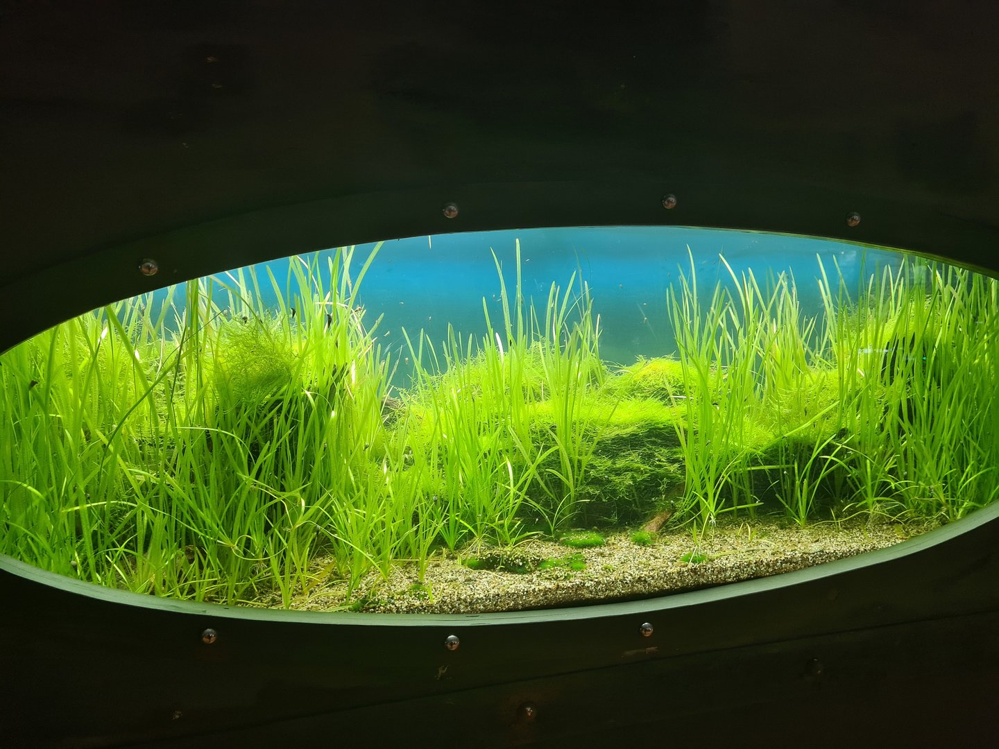 Animazia - Indonesian tank