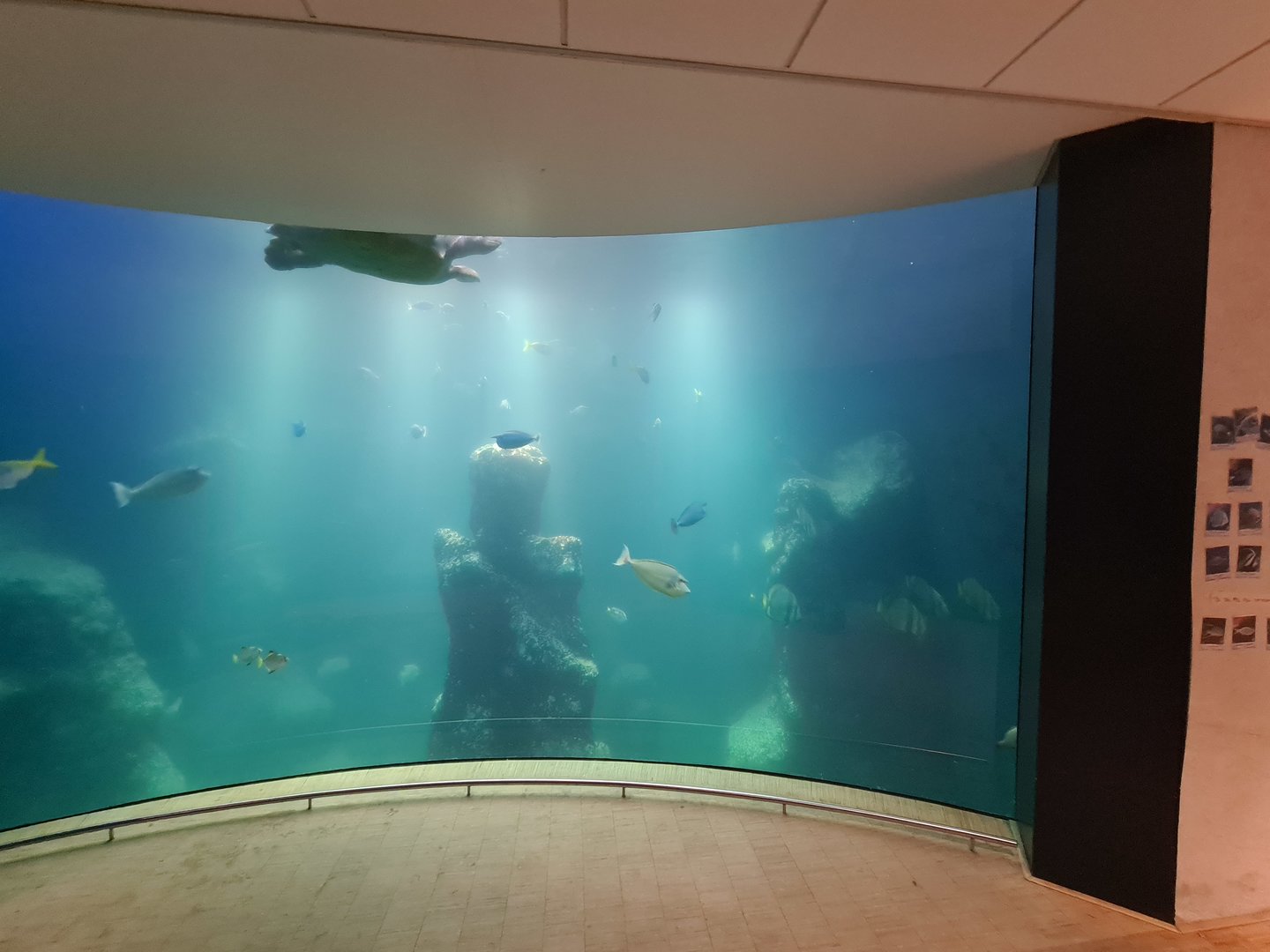 Animazia - Main aquarium