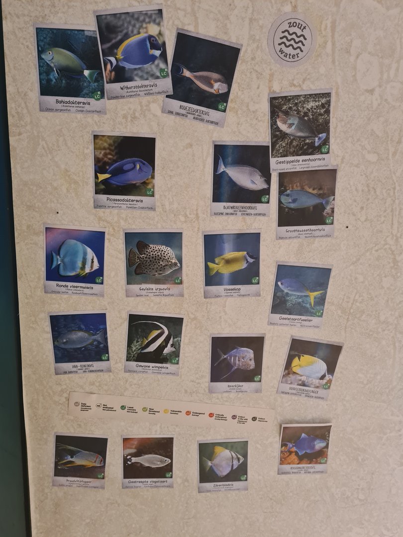 Animazia - Main tank signage