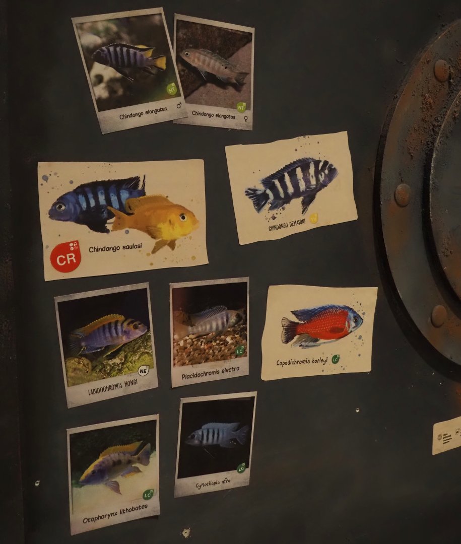 Animazia - Malawi cichlid signage, 2024-06-23