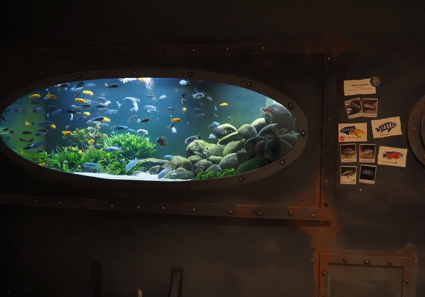 Animazia - Malawi cichlid tank, 2024-06-23