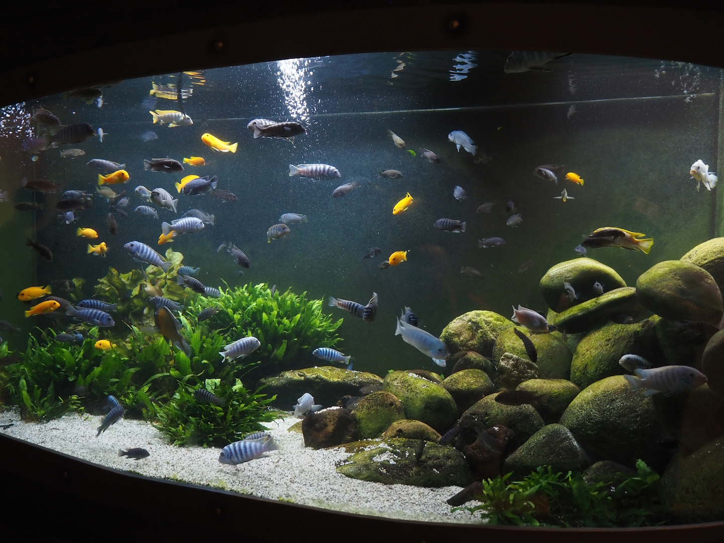 Animazia - Malawi cichlid tank, 2024-06-23
