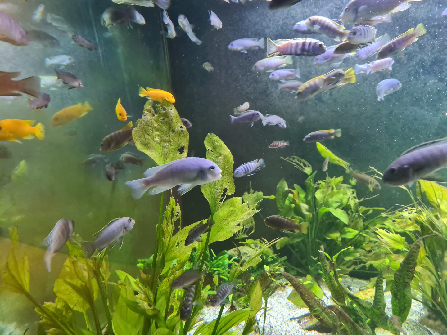 Animazia - Malawi cichlids