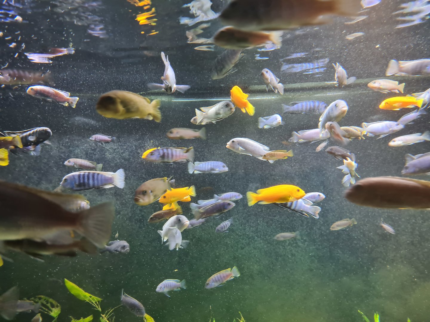 Animazia - Malawi cichlids
