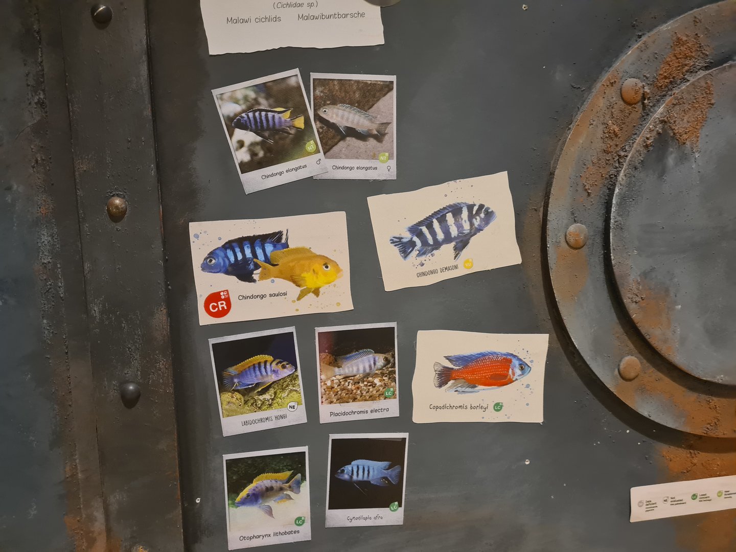 Animazia - Malawi tank signage (finally someone actually signs cichlids!)