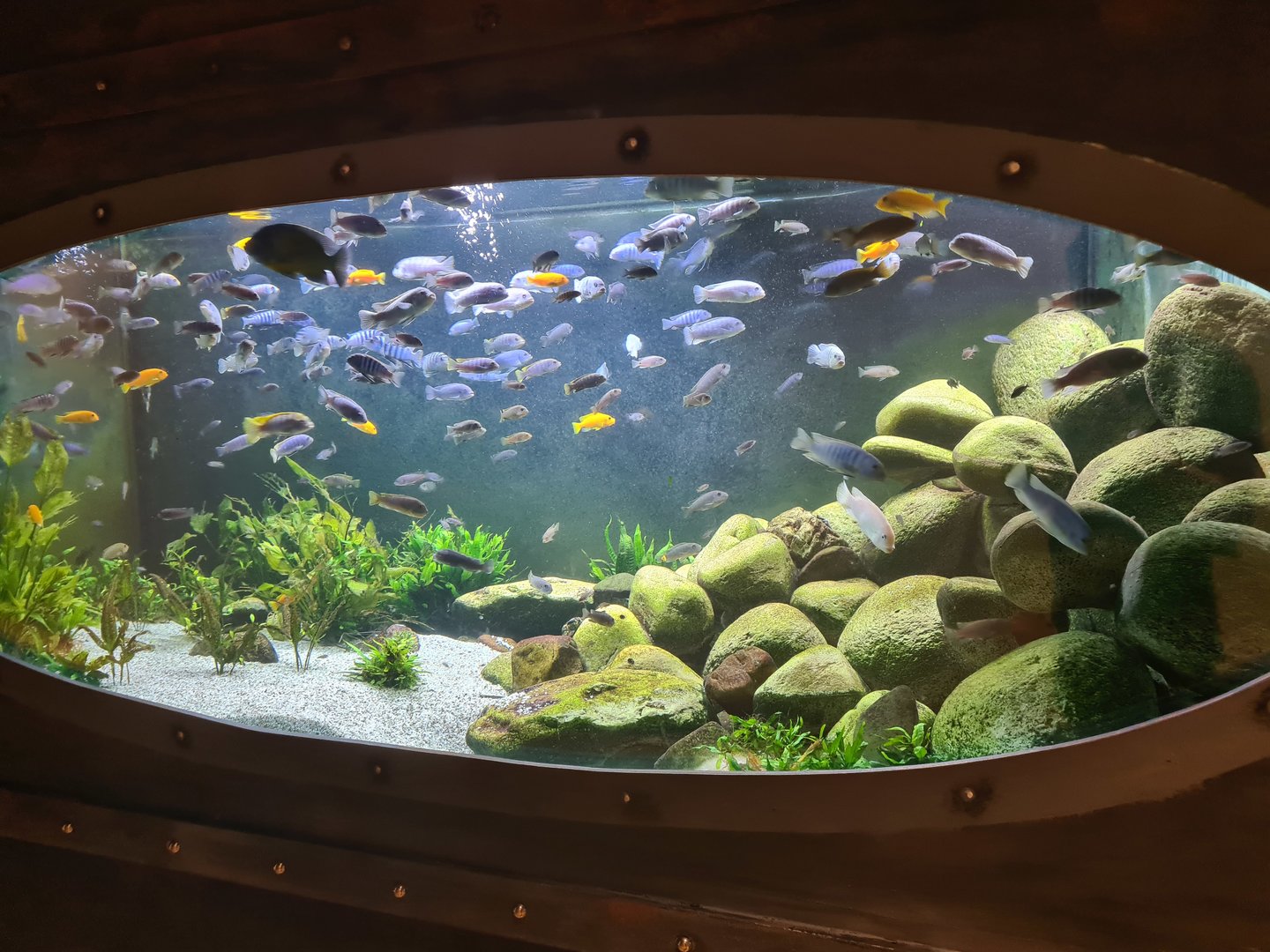 Animazia - Malawi tank